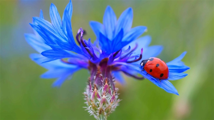 Ladybug On A Ble Cornflower Plant Mac Wallpaper
