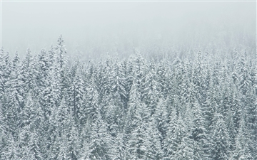 Snow covered tree landscape All Mac wallpaper