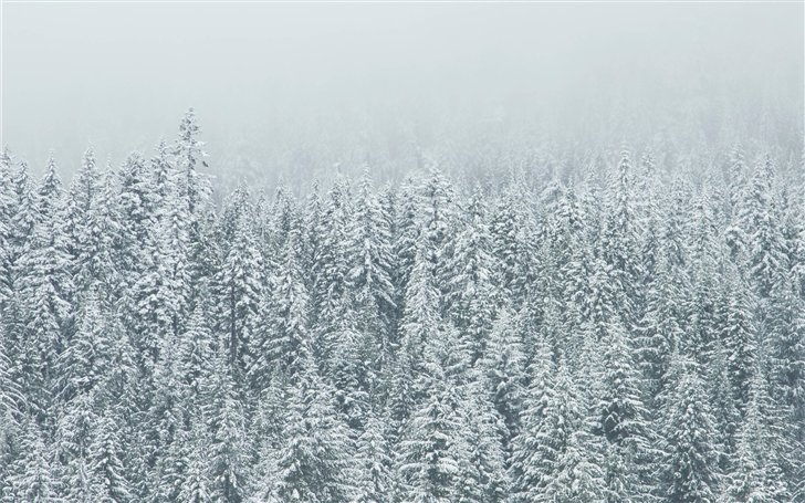 Snow covered tree landscape Mac Wallpaper