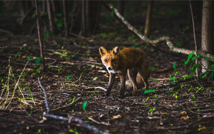 Fox in a spring forest Mac Wallpaper