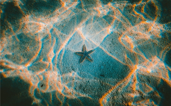 Starfish Mac Wallpaper