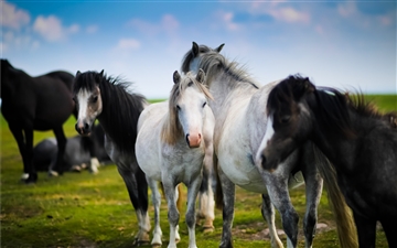 Horse herd in Wales All Mac wallpaper