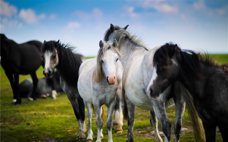 Horse herd in Wales Mac Wallpaper