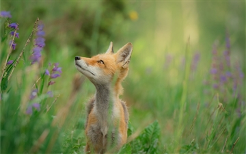 Red Fox in a Field All Mac wallpaper