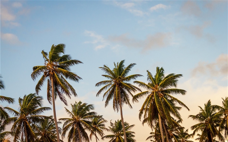 summer palm tree paradise Mac Wallpaper