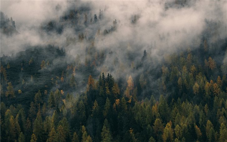 Foggy pine Mac Wallpaper