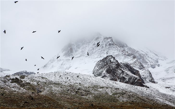 Birds flocking in the Alp... Mac Wallpaper