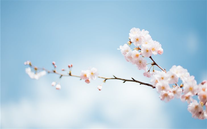 Spring flower blossoms on... Mac Wallpaper