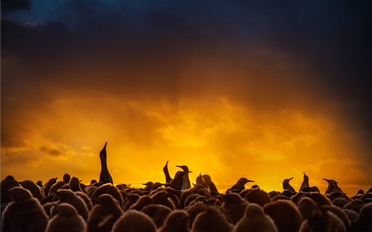 King penguins silhouetted... Mac Wallpaper