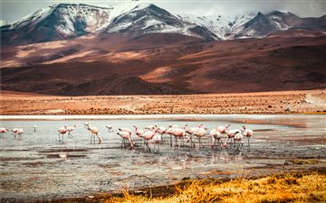 Flamingo Lake of Bolivia All Mac wallpaper