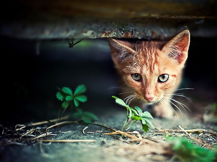 Red Kitten Hide Seek Mac Wallpaper