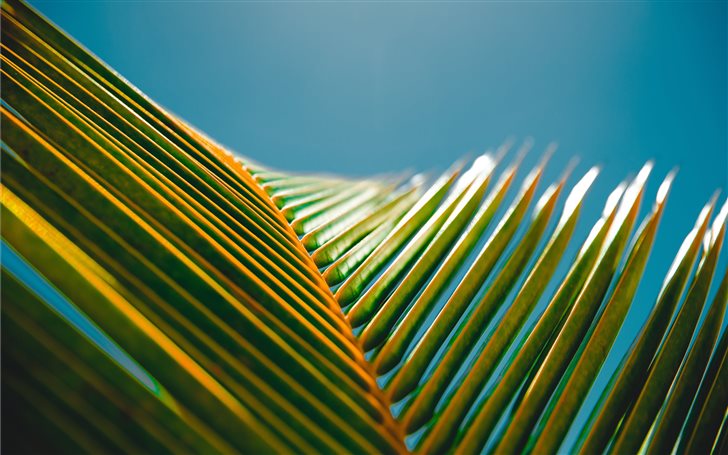 Palm Leave Mac Wallpaper