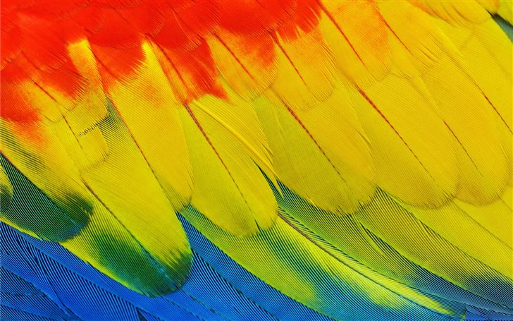 Scarlet Macaw plumage Mac Wallpaper