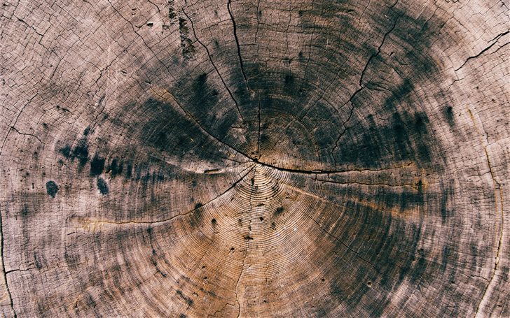 Tree trunk circles Mac Wallpaper
