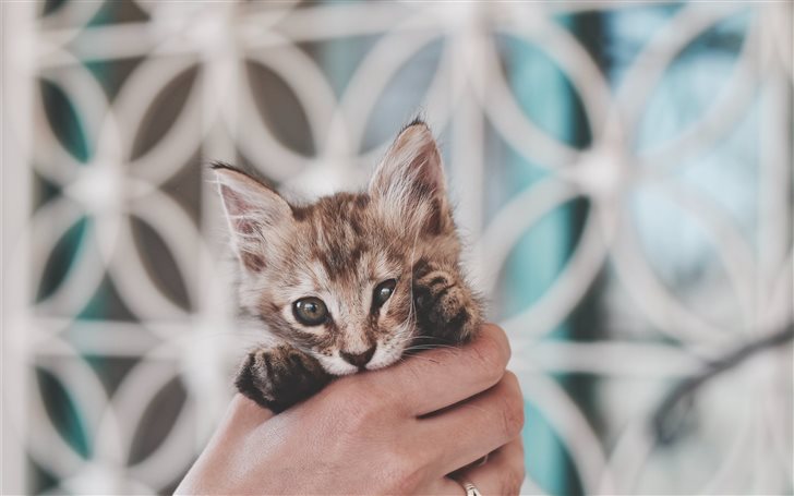 Kitten in hand Mac Wallpaper