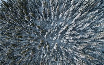 Wintry evergreen forest f... All Mac wallpaper