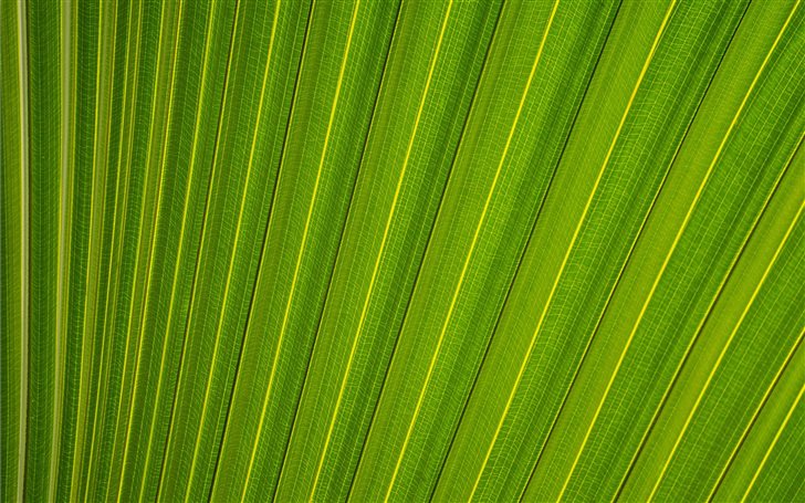 Parallel lines on a leaf Mac Wallpaper