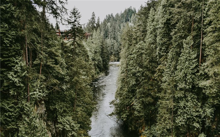 River in evergreen woods Mac Wallpaper