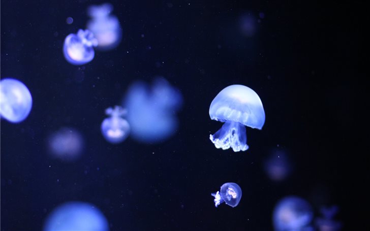 Blue Jellyfishes Mac Wallpaper