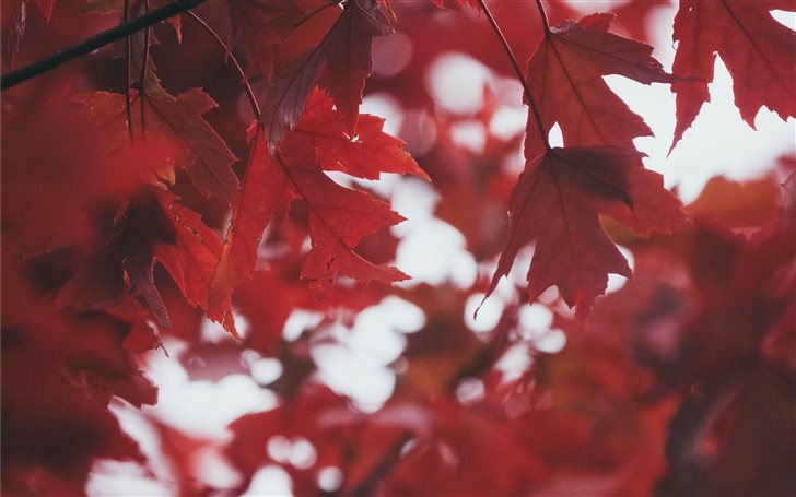 Deep Red Leaves Mac Wallpaper