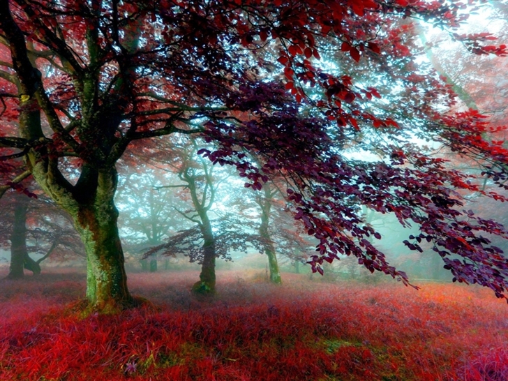 Red Effect Autumn Forest Mac Wallpaper