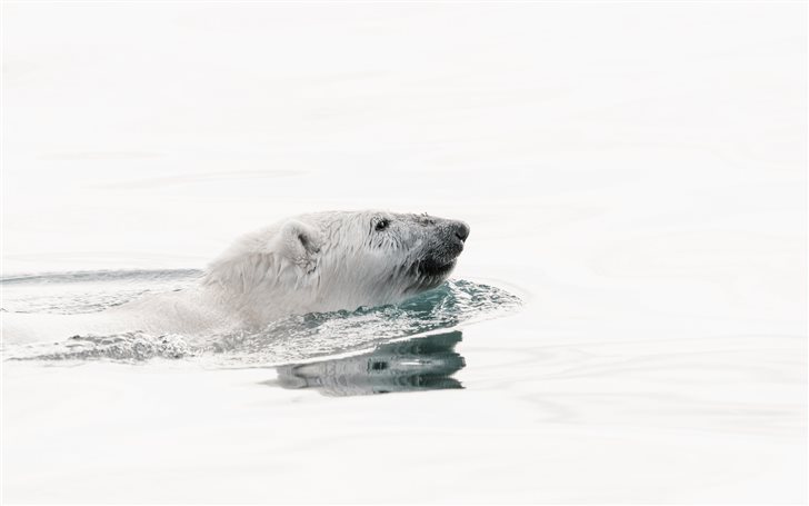 Wild Polar bear swimming ... Mac Wallpaper