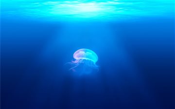 jelly fish in water All Mac wallpaper