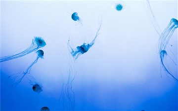 school of jellyfish swimm... All Mac wallpaper