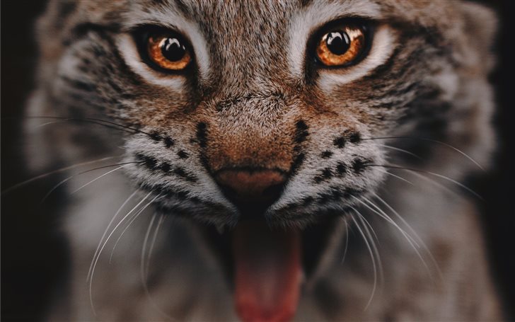 Lynx portrait Mac Wallpaper