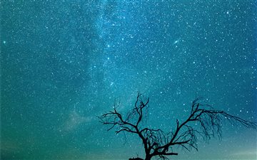 Lonely Tree At Night All Mac wallpaper