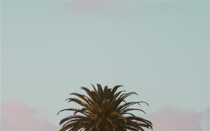 Sunset Palm Mac Wallpaper