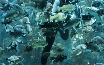 Monterrey Bay Aquarium, M... All Mac wallpaper