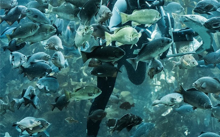 Monterrey Bay Aquarium, M... Mac Wallpaper