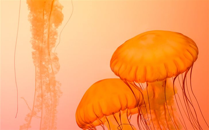 Jellyfish at Shedd Aquari... Mac Wallpaper
