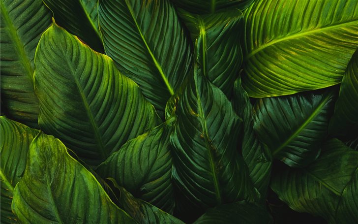 green-leafed plant Mac Wallpaper