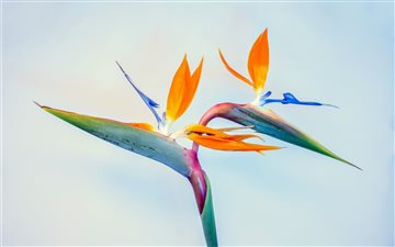 Birds of paradise, father... All Mac wallpaper