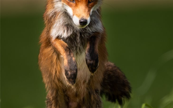 Red Fox Hunting Mac Wallpaper