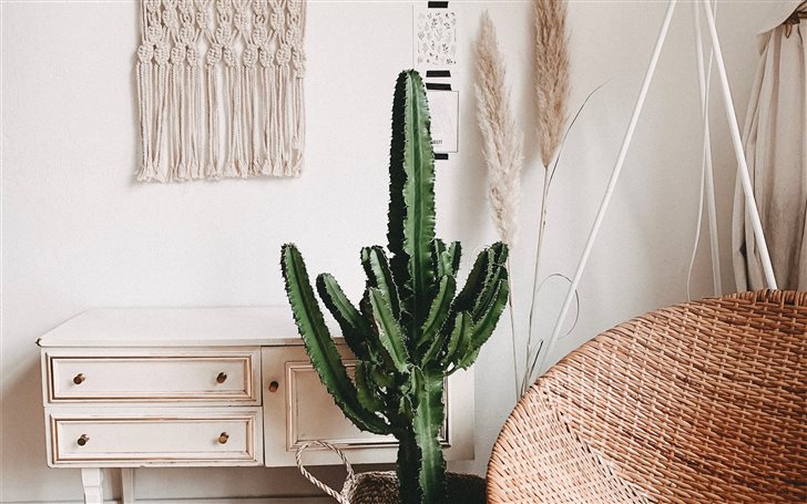 Cactus and Interior love ... Mac Wallpaper
