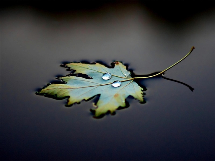 Water Leaf Drops Mac Wallpaper