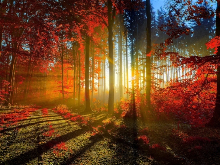 Red forest Mac Wallpaper