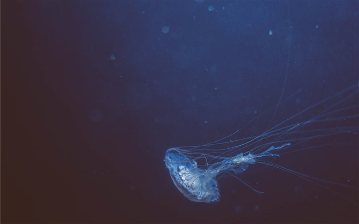 Jellyfish Mac Wallpaper