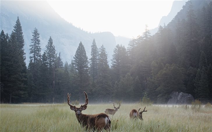 Yosemite Valley at Dawn Mac Wallpaper