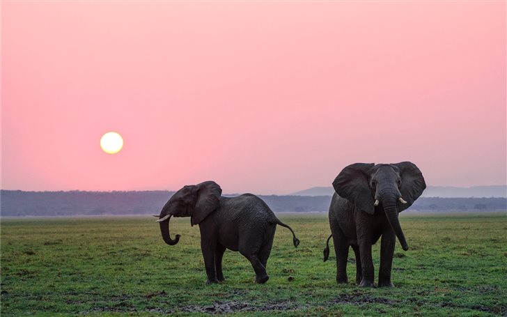 The African elephants.  Mac Wallpaper