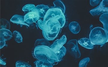 Moon Jellyfishes All Mac wallpaper