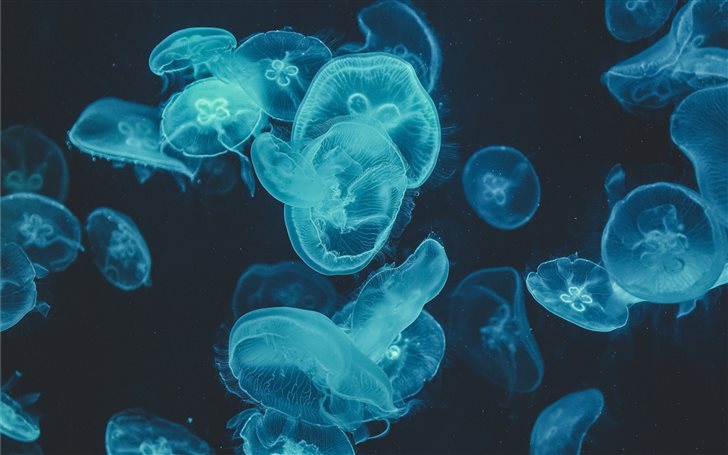 Moon Jellyfishes Mac Wallpaper