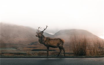 brown deer on road under gray sky All Mac wallpaper