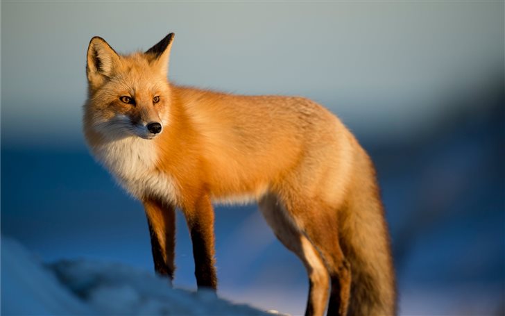 brown fox on snow field Mac Wallpaper