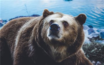 grizzly bear near body of water All Mac wallpaper