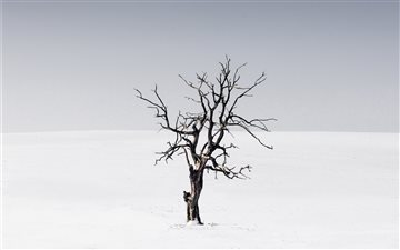 bare tree in the middle of snow iMac wallpaper