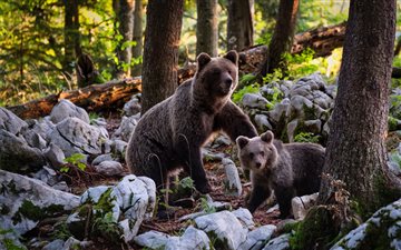 two brown bears near trees beside rocks at daytime All Mac wallpaper